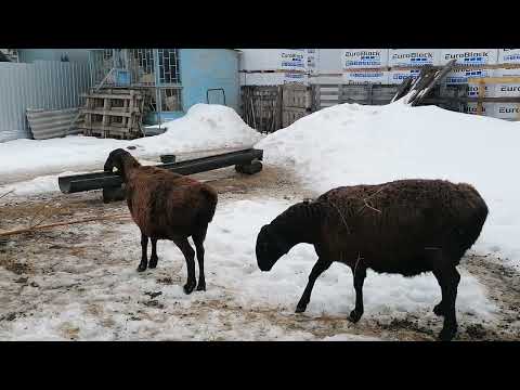 Видео: Всех приветствую, вопрос-ответ 04.02.24