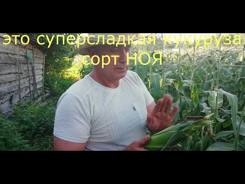 Видео: Сладкая кукуруза БОНДЮЭЛЬ , в чем отличие от кормовой. Как выбрать сладкую кукурузу.