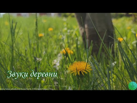 Видео: Пение птиц/Звуки деревни/Голоса собак и петухов /Звуки природы/Birdsong/Sounds of nature