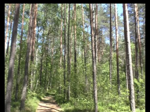 Видео: Как нейтрализовать человеческий запах при охоте на медведя, волка, кабана. Природный способ.