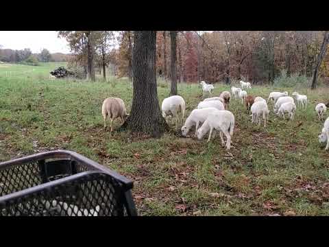 Видео: Овцы прекрасно себя чувствуют в лесопастбищных условиях.