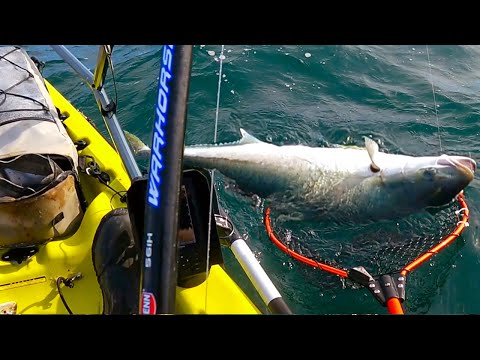 Видео: Рыбалка с каяка в Портленде, Виктория, Kingfish & Trevally Chaos