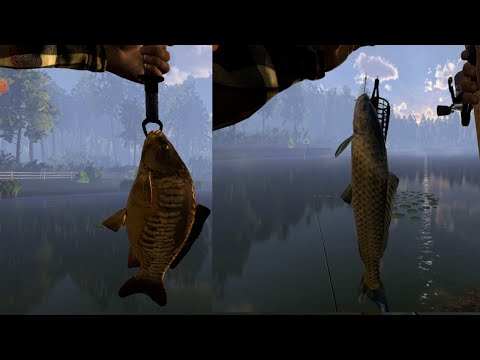 Видео: My Fishing Planet  (Карпы ломают удочки. И 15 лвл)