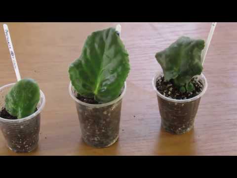 Видео: ОЧЕНЬ ОЧЕНЬ БЫСТРОЕ ПОЯВЛЕНИЕ ДЕТОК ФИАЛКИ  ХИТРОСТЬ