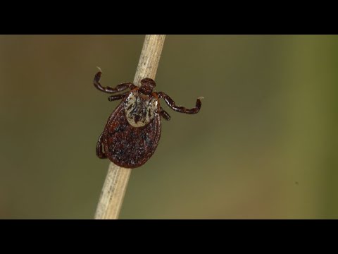 Видео: Клещи кровопийцы начинают охоту