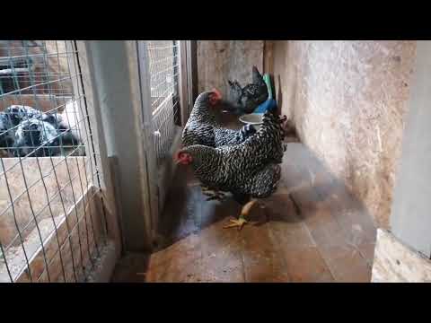 Видео: Пять лет держу породу Амрокс.