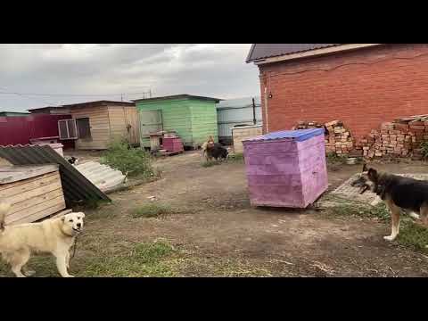 Видео: Потихоньку  знакомимся с собачками. Приют ДРУГ ЖИВИ. г. ОМСК.