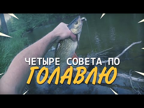 Видео: Четыре совета по ловле голавля. Вопрос-ответ