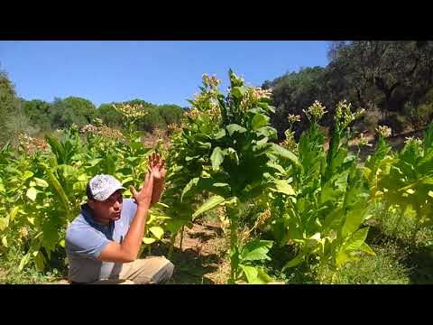 Видео: 10 сентября,бесконечная ломка табака.
