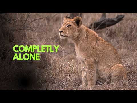 Видео: Потерянный львенок появился после паники из-за сибирской язвы