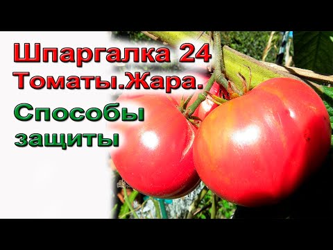Видео: 8 способов защиты томатов от жары  Шпаргалка 24