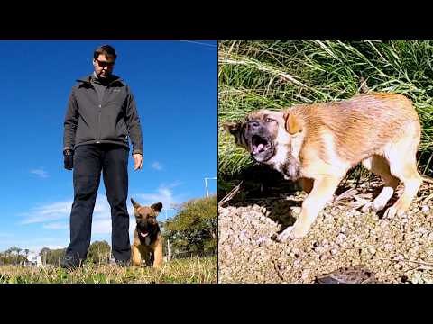 Видео: Щенок сидел у обочины… Так началась история собаки Лапы