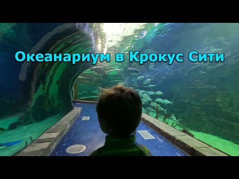 Видео: Посещаем Океанариум в Москве