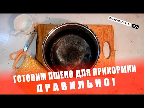 Видео: Готовим пшено для прикормки правильно | Пшено для рыбалки