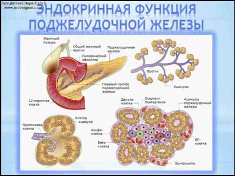 Видео: Поджелудочная железа: строение, функции, кровоснабжение, иннервация, регионарные лимфаузлы