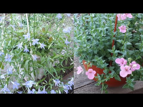 Видео: Вегетативные "мелкашки" 😁 Лобелия и Диасция!