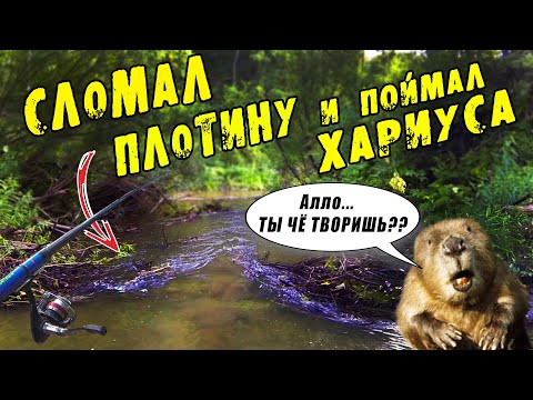 Видео: Рыбалка на ХАРИУСА в Июле. Сломал бобриную плотину и начался клёв.