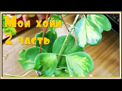 Видео: ХОЙИ моя коллекция/ Хойя Белла, Ваетти, Глобулоза, Карноза, Матильда, Керри
