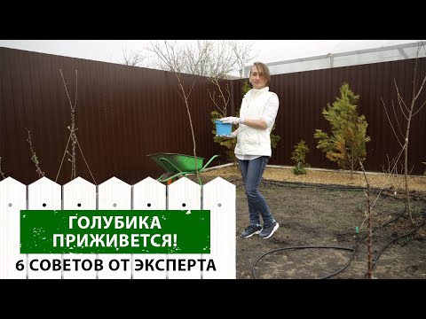 Видео: Как правильно посадить голубику? Как сделать так, чтобы саженцы прижились и дали хороший урожай?