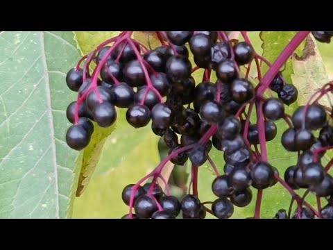 Видео: Таня Ворона в прямому ефірі.