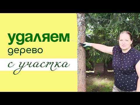 Видео: УДАЛЯЕМ большое ДЕРЕВО с участка САМОСТОЯТЕЛЬНО