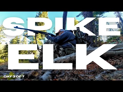 Видео: Наконец-то поймали лося-шипа!!! Охота на лося-мусси в штате Вашингтон, 2025