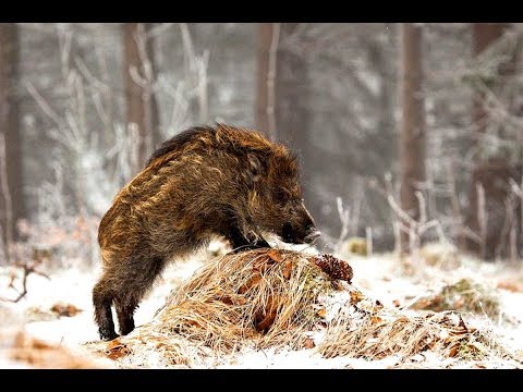 Видео: Ошибки при охоте на кабана! Не допускай их!