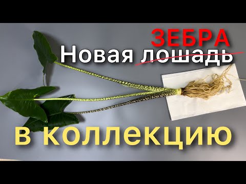 Видео: Разговорная ПЕРЕСАДКА Алоказии Зебрина / Alocasia Zebrina. Новинка! Препарат Максим от гнили