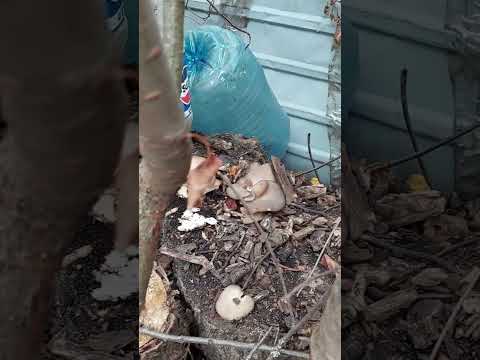 Видео: Грибная ферма часть 3