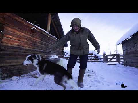 Видео: Мэҥэ Хаҥалас Чыамайыкы нэһилиэгин булчута Уткин Семен Владимирович.