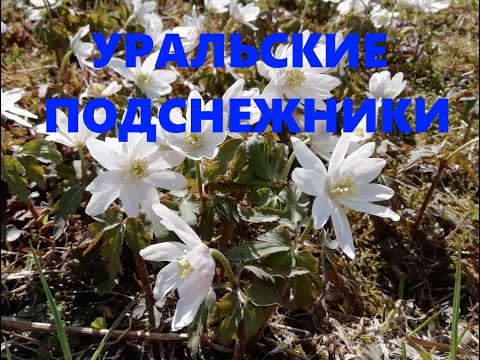 Видео: Уральские подснежники или ветренница (анемона)
