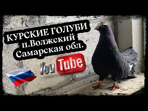 Видео: Курские голуби п.Волжский Самарская обл. Тел. +7 (927) 702-41-46  Виктор
