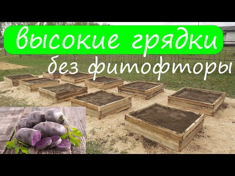 Видео: Картошка ПРОТИВ ФИТОФТОРЫ в высокой гряде