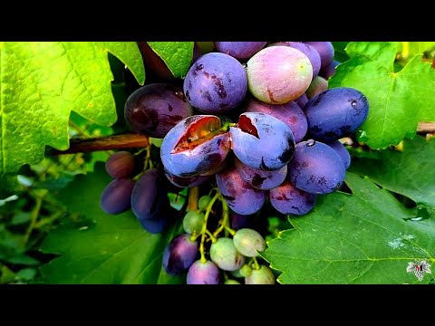 Видео: Как ПРЕДОТВРАТИТЬ РАСТРЕСКИВАНИЕ ЯГОД Винограда