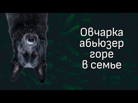 Видео: Часть II. Обзор видео с канала ДогТренинг. Орущая немецкая овчарка.