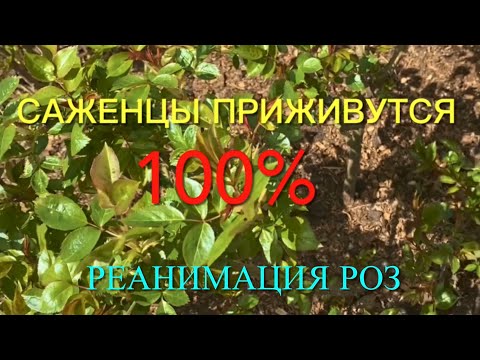 Видео: Розы. Сделайте так и Ваши розы приживутся на 💯%  Как реанимировать и справится со стрессом. 🌹🌹🌹