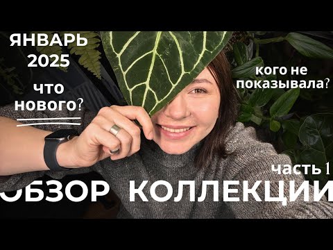 Видео: Январский обзор коллекции комнатных растений, часть 1. Как изменились растения? Что новенького?