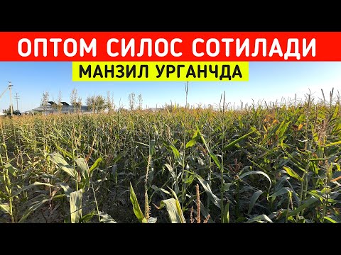 Видео: ОПТОМ СИЛОС СОТИЛАДИ МАНЗИЛ УРГАНЧДА !!! ХОРАЗМ БОЗОР 