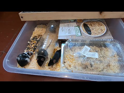 Видео: Содержание и разведение мышей. Просто, дёшево и без лишних хлопот