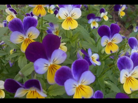 Видео: Фиалка рогатая: выращивание и уход