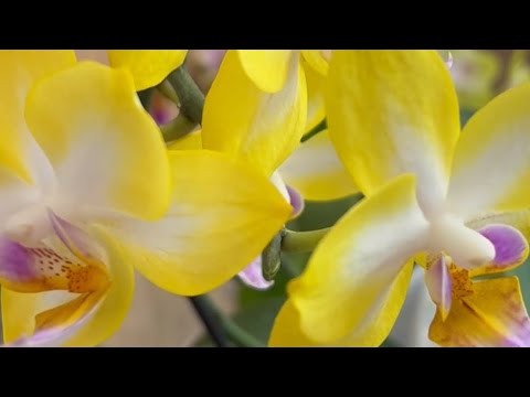 Видео: ПОЛИВ ОРХИДЕЙ НА ЦВЕТУЩЕЙ ПОЛОЧКЕ 🥰🦋🌺