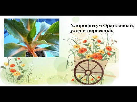 Видео: Обзор хлорофитума Оранжевого , пересадка и уход за ним !