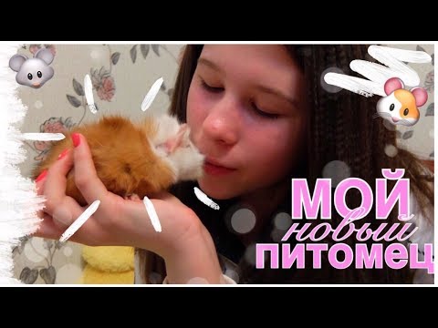 Видео: НОВЫЙ ПИТОМЕЦ | КАК ПРИРУЧИТЬ МОРСКУЮ СВИНКУ? | ПЕРЕДАЮ ПРИВЕТЫ