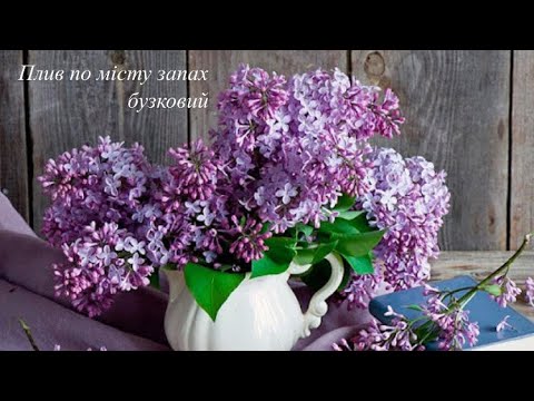 Видео: Богдан Малик — Плив по місту запах бузковий 🌸 (audio)