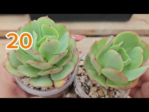 Видео: Продажа суккулентов. 🍂Осень🍂