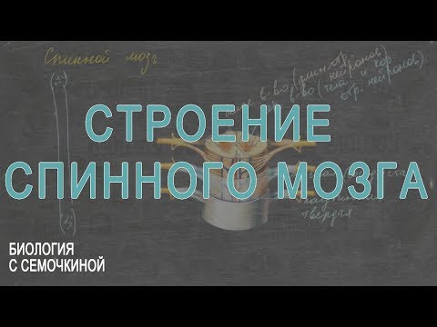 Видео: Строение спинного мозга