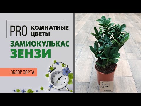Видео: Карликовый сорт Замиокулькаса. Обзор сорта Зензи. Долларовое дерево.