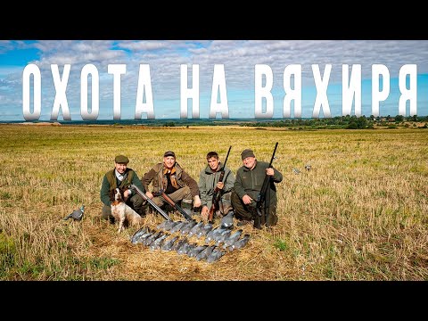 Видео: Охота на вяхиря (лесного голубя) с скорлупками ПОЛЕСНИК