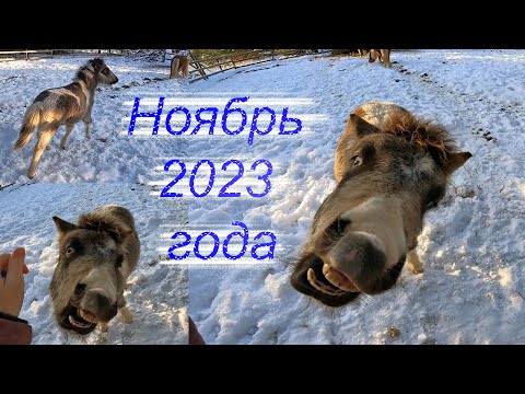 Видео: Ноябрь 2023 Пони Зима близко