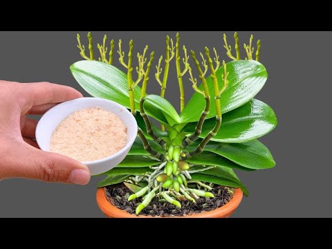 Видео: Просто посыпьте горшок с орхидеей! Сразу же вырастает множество новых цветков, которые цветут кру...